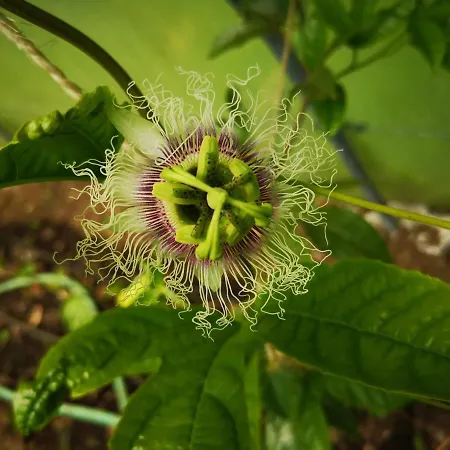 Szálloda Os Moinhos 3*