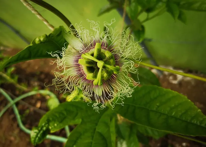 Szálloda Os Moinhos 3*